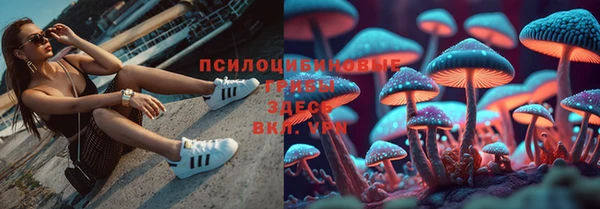 сатива Баксан